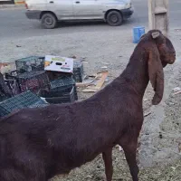 بز مری ماده گلابی