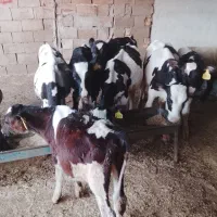 گوساله نر بهترین جنس