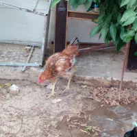 جوجه‌غاز‌واردک‌پروازی‌‌خروس