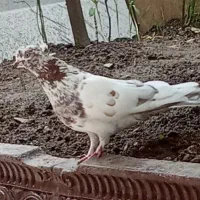 ی جفت کبوتر نرو ماده