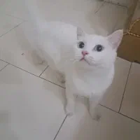 گربه بالغ بریتیش خالص خاص