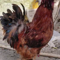 خروس سلطان