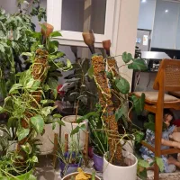 گل پتوس|گل و گیاه طبیعی|تهران, کرمان|دیوار