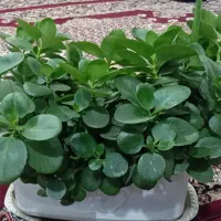 گل قاشقی|گل و گیاه طبیعی|جوانرود, |دیوار