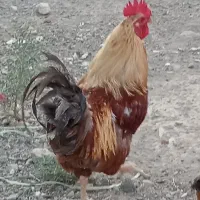 خروس