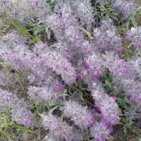 چای کوهی تازه تمیز