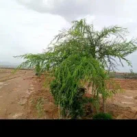 باغچه۶۱۳مترداخل مجتمع ویلایی سندارملکی فردوسی