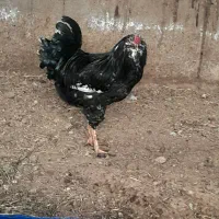 مرغ خروس گلین اصل