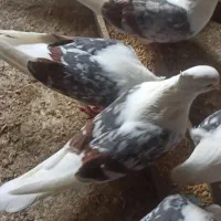 جوجه کبوتر
