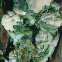 گل کلم ترشی درجه 1