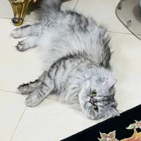 گربه پرشین ماده