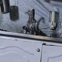 سرکه ای هفرنگ نر درشت  لکدار