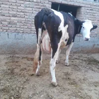 گاوسمینتال سیاه آبستن