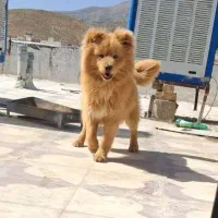 سگ چاو چاو شکلاتی میکس خوشگل کمیاب و دوست داشتی