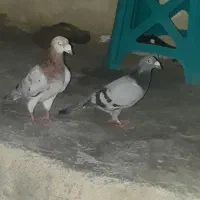 کبوتر ۴ عددفروشی