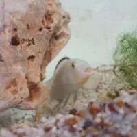 معاوضه سیچلاید/سیکلید با لوچ پاکستانی