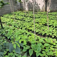 نهال کیوی مشنبا خورده درجه یک خیاری