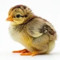 فروش انواع جوجه یک روزه عمده نژاد تضمینی