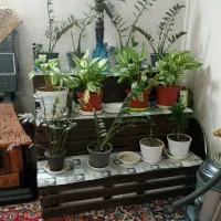 گل و گیاه|گل و گیاه طبیعی|مشهد, باغون آباد|دیوار
