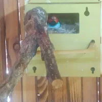 فنچ گلدین