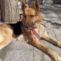 سگ ژرمن نر واکسن‌خورده