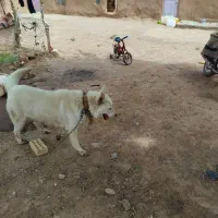 سگ هاسکی|سگ|جلگه رخ, |دیوار
