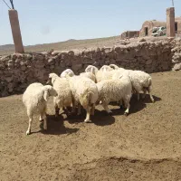 4بره نر1بره ماده