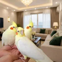 ۳ تا عروس هلندی لوتینو فوق العاده دستی با قفس