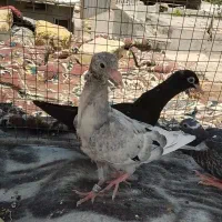 جوجه کفتر دورگ
