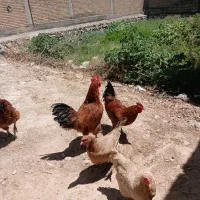 خروس جوان