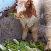 بره نر سالمه برایه نظری محرم خوبه