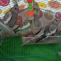 عروس هلندی چهار ماهه