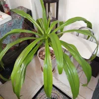 گل ذرتی شاداب وزیبا باگلدان سرامیکی