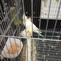 عروس هلندی مولد