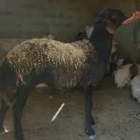 قوچ شیشک هترو