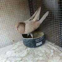کفتر زردی ماده