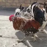 خروس دوعدد مرغ ویک خروس