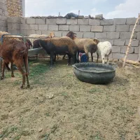 گوسفندافشاروقزل افشار نژاد خوب