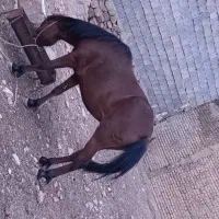 مادیون گمشده