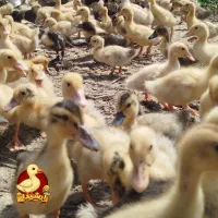 جوجه اردک پکنی یکماهه ۴۰روزه تعداد محدود آرشیدا