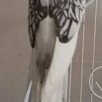 عروس هلندی دوکت