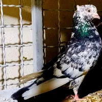 ماده سرور کاکل معرکه بی مثل بی همتا