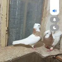 طوقی زرد آجری نره ماده