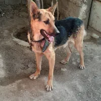 سگ نگهبان ژرمن شپرد اصل