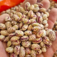 لوبیا چیتی