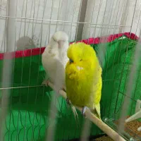 مرغ عشق انگلیسی نژاد دار لاسوینگ کم یاب