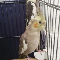 عروس هلندی مولد