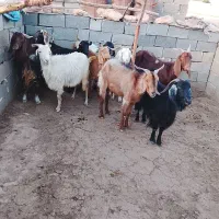 گوسفند