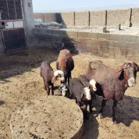 2 راس گوسفند با 3 راس بره