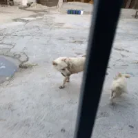 پا کوتاه موش گیر